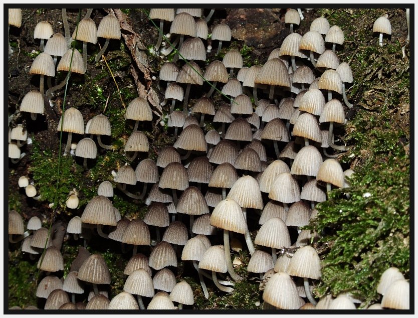Un paio di giornate micologiche a Bagno di Romagna (FC)